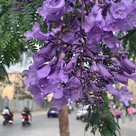 Mita Katania